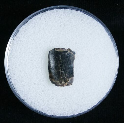 T-Rex Tooth Fragment - Montana #6958